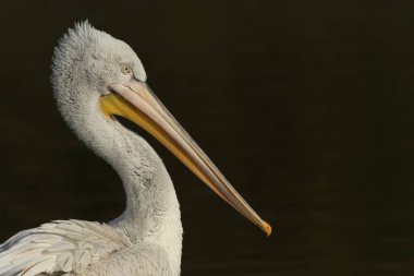 Bir Dalmaçyalı Pelikan, Pelecanus crispus, Arundel sulak arazisinde bir gölde yüzüyor..