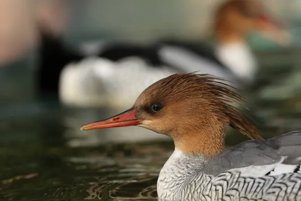 Dişi pullu Merganser, Mergus squamatus, Arundel sulak arazisindeki bir gölette yüzüyor..