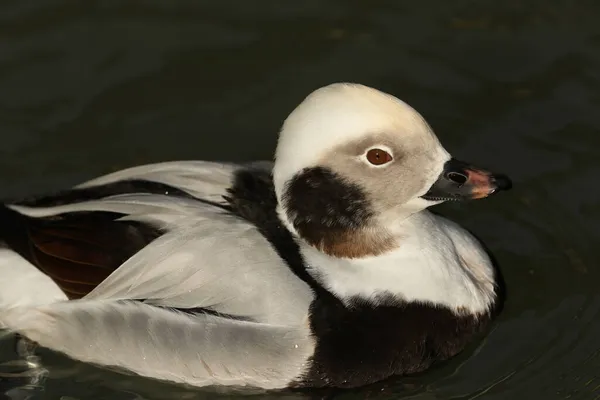 Eine Männliche Langschwanzente Clangula Hyemalis Schwimmt Auf Einem Teich Arundel — Stockfoto