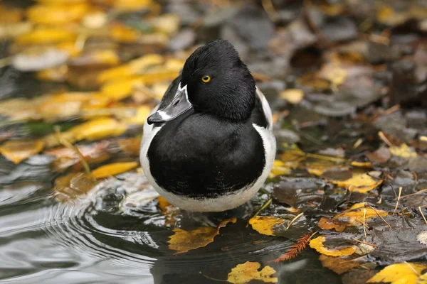 Egy Drake Gyűrűs Nyakú Kacsa Aythya Collaris Egy Partján Áll — Stock Fotó