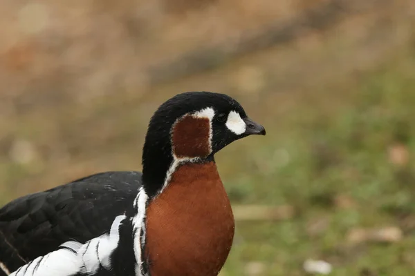 Beautiful Red Breasted Goose Branta Ruficollis Standing Bank Lake London — Stock Photo, Image