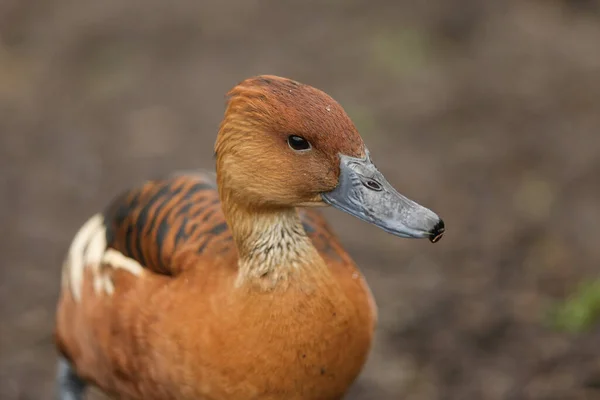 位于伦敦湿地野生动物保护区湖畔的登德罗西尼亚双色鸭 它是一只群居的鸭 也就是群居的树鸭 — 图库照片