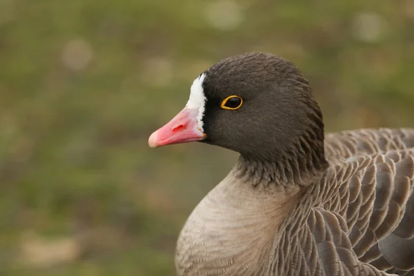 Vue Tête Une Petite Oie Rieuse Anser Erythropus Debout Sur — Photo