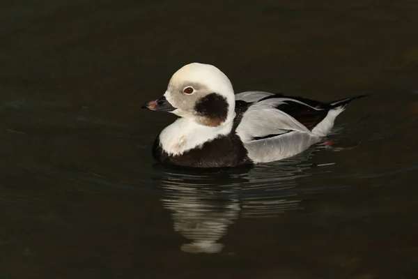 Pato Cola Larga Macho Clangula Hyemalis Nadando Estanque Reserva Vida —  Fotos de Stock