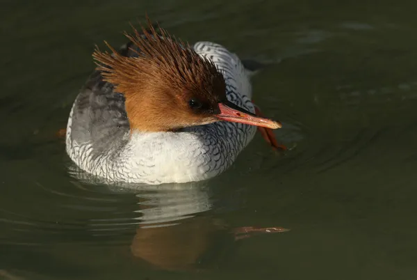 Merganser Fêmea Mergus Squamatus Nadando Uma Lagoa Reserva Vida Selvagem — Fotografia de Stock