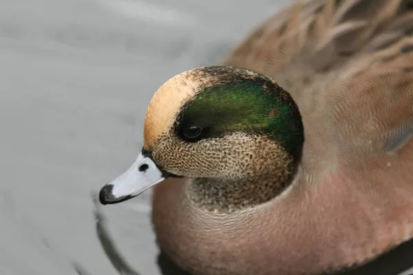 American Wigeon Mareca Americana Swimming Pond London Wetland Wildlife Reserve — Stock Photo, Image
