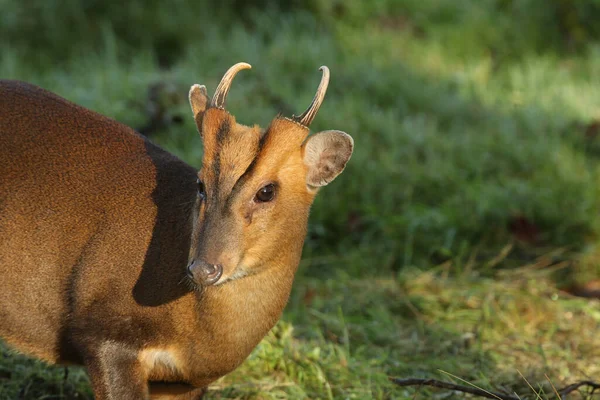  Vahşi bir geyik Muntjac geyiği, Muntiacus reevesi, İngiltere 'de bir tarlanın kenarında besleniyor..
