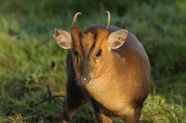 Vahşi bir geyik Muntjac geyiği, Muntiacus reevesi, İngiltere 'de bir tarlanın kenarında besleniyor..