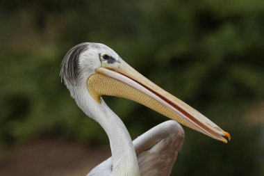 Slimbridge sulak arazisinde Pembe sırtlı bir Pelikan, Pelecanus rufescens, vahşi yaşam rezervi.