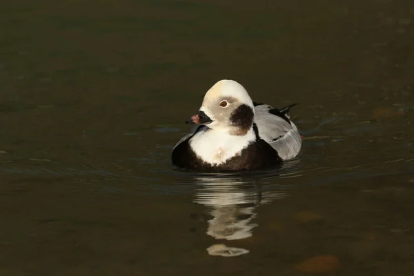 Male Long Tailed Duck Clangula Hyemalis Swimming Pond Arundel Wetland — Stock Photo, Image