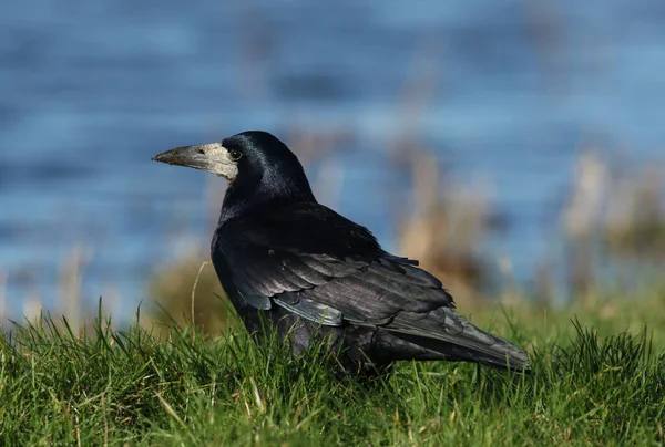 Bir kale, Corvus Frugilegus, ineklerin otladığı bir çiftçi tarlasında besleniyor..