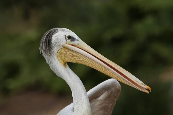 Pélican Dos Rose Pelecanus Rufescens Dans Réserve Faunique Des Terres — Photo