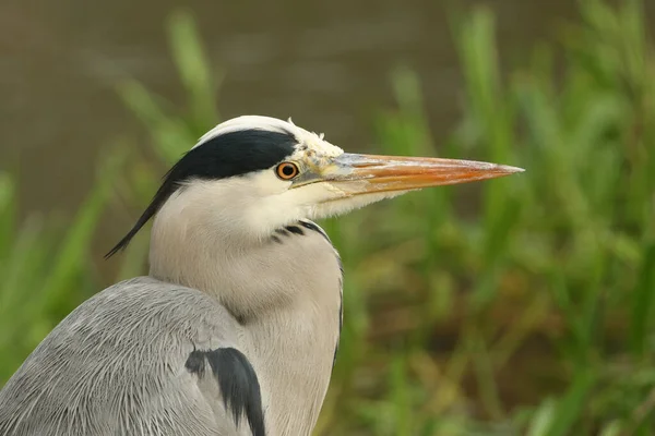 Head Shot Grey Heron Ardea Cinerea Hunting Food Reeds Edge — Stock Photo, Image