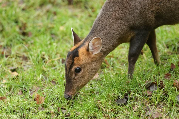 Dişi bir Muntjac geyiği, Muntiacus reevesi, İngiltere 'de bir tarlanın kenarında besleniyor..