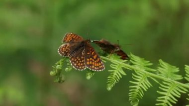 Ender bulunan Heath Fritillary Butterfly (Melitaea Athalia) adlı iki kişi, ormanlık bir açıklığa tünemiş durumda..