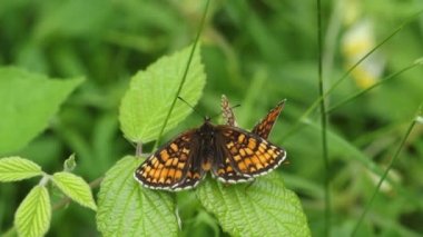 İki nadir görülen Heath Fritillary Butterfly, Melitaea athalia ormanlık alanda çalıların üzerinde tünemektedir..