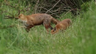 Tilki, Vulpes vulpes ve şirin yavrusu mağaralarının girişinde besleniyorlar. Arka planda diğer tilkiler içeri girerken görülebilir ve itiş kakış yaşarlar..