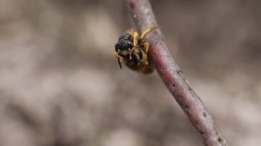 Bir Arı Kurt Eşekarısı, Philanthus Triangulum, avıyla birlikte işçi bal arısı Apis mellifera 'yı yakaladı..
