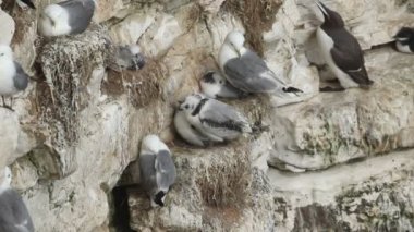 Yuvalanan Kittiwake (Rissa tridactyla) yetişkinleri ve yavruları İngiltere 'deki bir uçurum yamacında yuvalarında ve çıkıntılarında oturmaktadır..