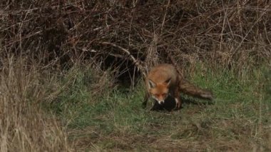 Muhteşem bir Kızıl Tilki (Vulpes vulpes) çalılıkların kenarında yiyecek arıyor..