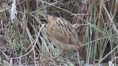 Soğuk bir günde soğuk bir sazlığın kenarında balık avlayan nadir bir Bittern (Botaurus stellaris)..