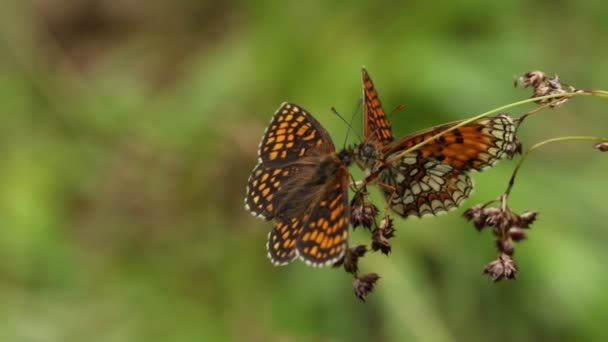 Two Displaying Stunning Rare Heath Fritillary Butterfly Melitaea Athalia Perching — Stockvideo