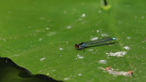 Czerwono Oka Damselfly Erythromma Najas Siedząca Liściu Lily Pad Unoszącym — Wideo stockowe