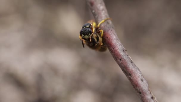 一只蜜蜂狼黄蜂 Philanthus Triangulum 它的猎物是它刚刚捕获了一只工蜂Apis Mellifera — 图库视频影像