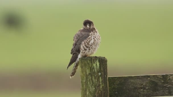 A lenyűgöző Merlin (Falco columbarius) leborult egy post.
