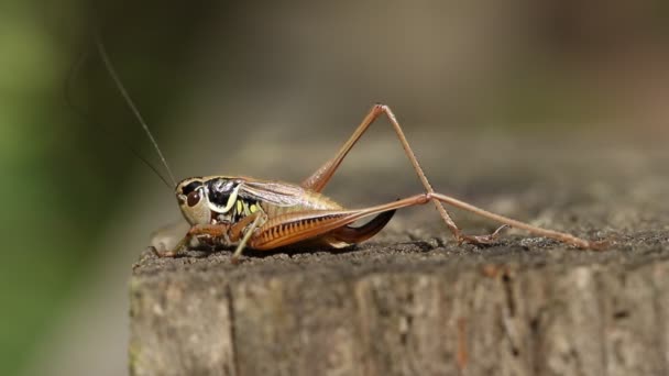 美しいRoesel Bush Cricket Metrioptera Roeselii Perching Wood Fense Post — ストック動画