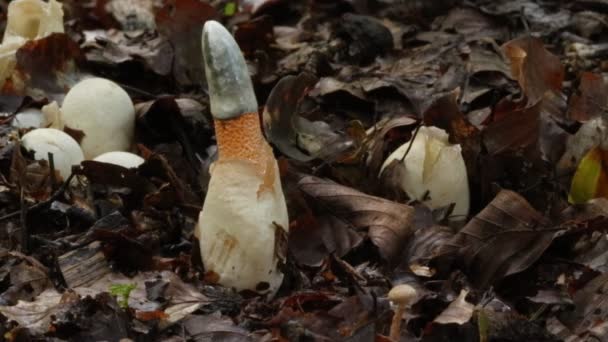 Group Mutinus Caninus Commonly Known Dog Stinkhorn Small Thin Phallus — Video Stock