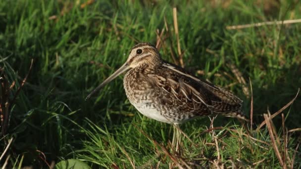 Uma Bela Snipe Gallinago Gallinago Grama Onde Tem Alimentado Borda — Vídeo de Stock