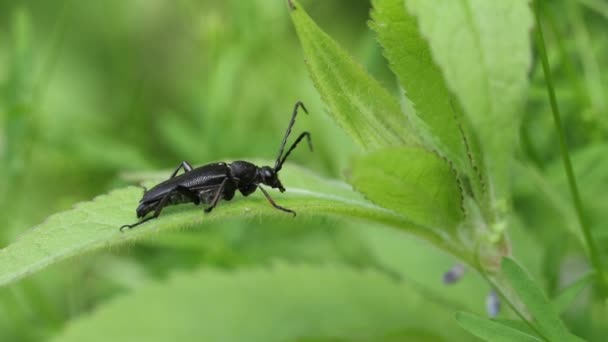 Seekor Kumbang Longhorn Yang Cantik Bertengger Atas Daun Inggris — Stok Video