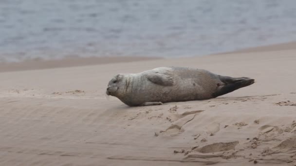 Ένα Χαριτωμένο Κουτάβι Κοινής Φώκιας Phoca Vitulina Ξαπλωμένο Μια Αμμουδιά — Αρχείο Βίντεο