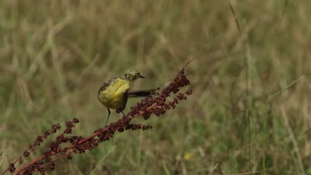 Ένα Εκπληκτικό Αρσενικό Yellow Wagtail Motacilla Flava Σκαρφαλωμένο Ένα Πλατύφυλλο — Αρχείο Βίντεο