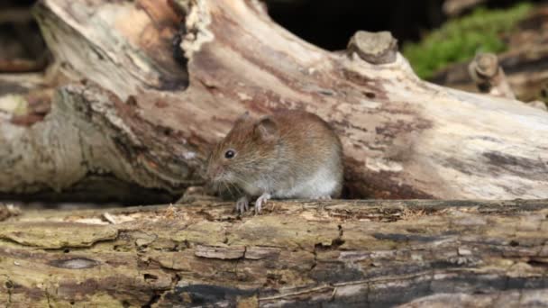 Eine Süße Wilde Bank Wühlmaus Myodes Glareolus Auf Nahrungssuche Einem — Stockvideo