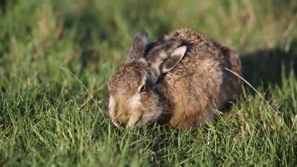 Ein Atemberaubender Feldhase Lepus Europaeus Der Sich Einem Windigen Tag — Stockvideo