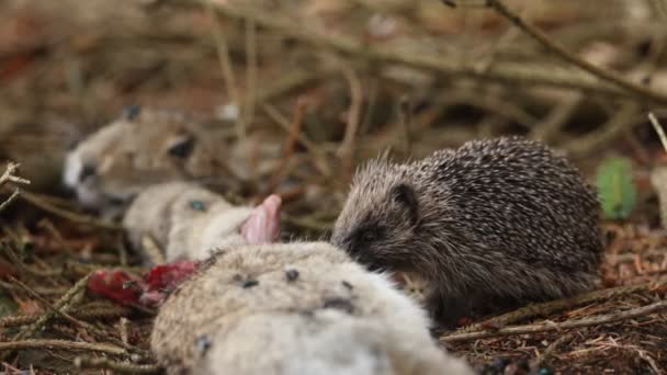 Молодой Ёжик Erinaceidae Питается Тушей Дикого Кролика — стоковое видео