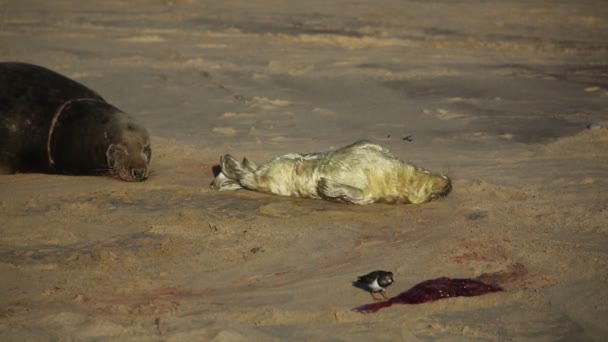 Nyfödd Gråsälunge Halichoerus Grypus Som Ligger Stranden Nära Sin Vilande — Stockvideo