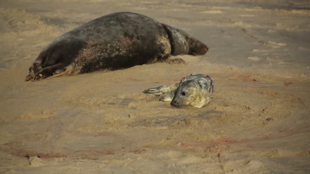 Nyfödd Gråsälunge Halichoerus Grypus Som Ligger Stranden Nära Sin Vilande — Stockvideo