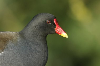 Çarpıcı bir Moorhen 'in kafasından vuruşu (Gallinula kloropusu).