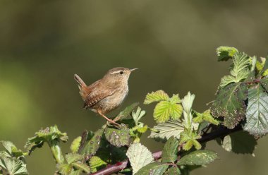 Şirin bir Wren, Trogloditler, İlkbaharda çalıların üzerine tünemiş. 