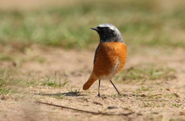 Güzel bir Redstart erkeği, Phoenicurus Phoenicurus, yerde böcekleri yemek için avlanıyor..