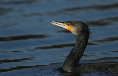 Gölde balık avlayan bir karabatak (Phalacrocorax carbo).