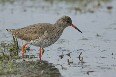 A Redshank, Tringa totanus, hunting for food in a flooded field in the UK.