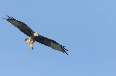A hunting Red Kite (Milvus milvus) flying in the blue sky.