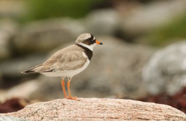 İskoçya kıyılarındaki bir kayaya tünemiş güzel bir Halkalı Plover (Charadrius hiaticula).