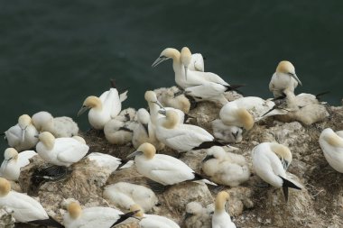 Bir Gannet kolonisi, Morus Bassanus, Yorkshire 'ın yamaçlarında ürüyor..