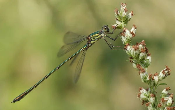 Willow Emerald Damselfly Chalcolestes Viridis Perching Plant — Stock Photo, Image