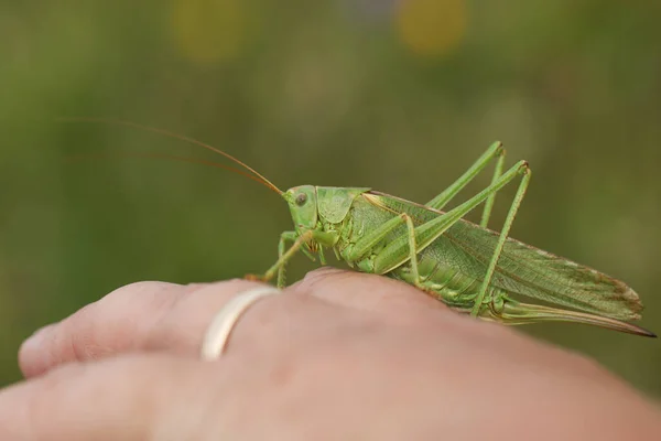 Sällsynt Great Green Bush Cricket Tettigonia Viridissima Vilar Person Finger — Stockfoto